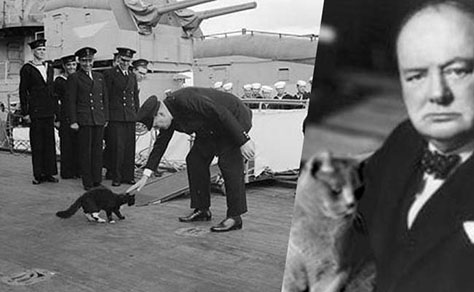 El amor a los gatos
