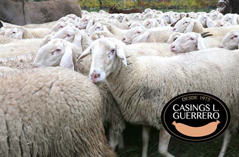Casings L Guerrero tripa natural de bovino, ovino y porcino Casings L Guerrero tripa natural de bovino, ovino y porcino
