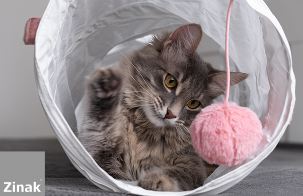 PREPARAR TU CASA A RECIBIR TU GATO