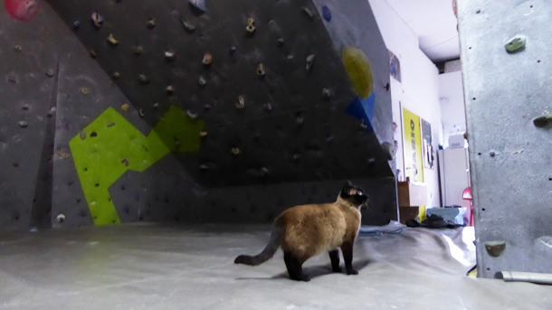 Mallas Seguridad Gatos Mallas Seguridad Gatos