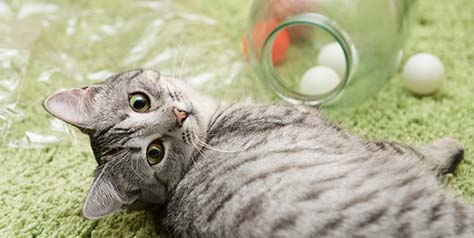 Gato Red, empresa de Redes de Seguridad para gatos